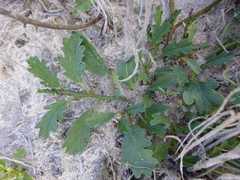 Hermannia grossularifolia