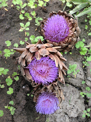 Cynara cardunculus cardunculus