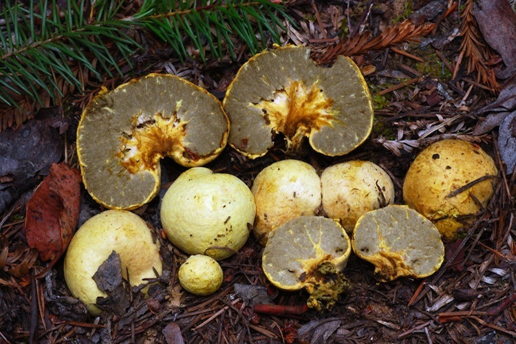 Truncocolumella