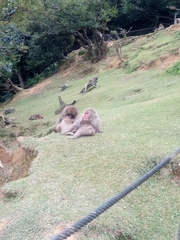 Macaca fuscata fuscata