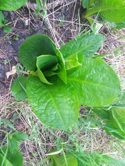 Lysichiton camtschatcensis