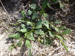 Hermannia grossularifolia