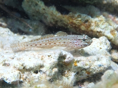 Sarato's Goby photo 4