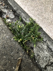 Sagina japonica