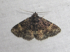 Metalectra miserulata