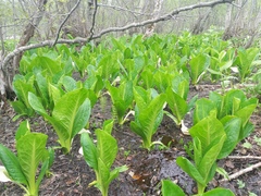 Lysichiton camtschatcensis