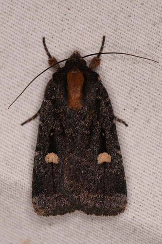 Reed's Dart and Allies photo 5