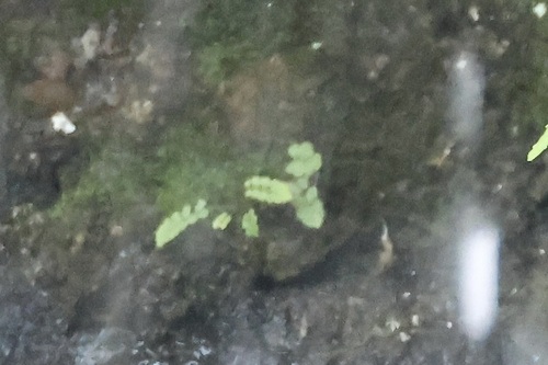 Smooth woodsia (Woodsia glabella)