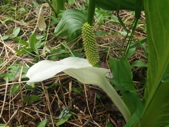 Lysichiton camtschatcensis