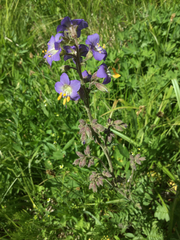 Polemonium occidentale