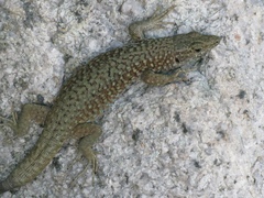 Archaeolacerta bedriagae