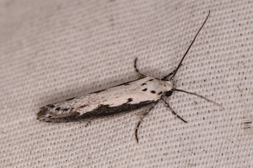 Ethmia arctostaphylella photo 5