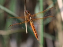 Libellula needhami