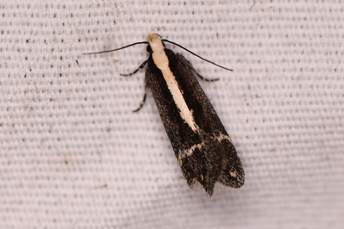 Aroga paraplutella photo 2