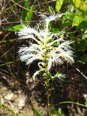 Pithecellobium lanceolatum