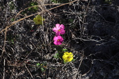 Oxalis eckloniana-nidulans