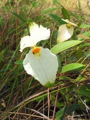 Dalechampia schippii