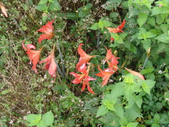 Hippeastrum reginae