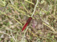 Crocothemis erythraea
