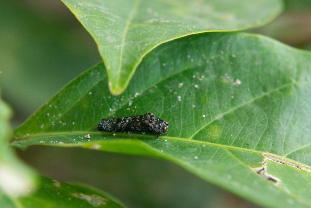 Omochyseus omocyrius