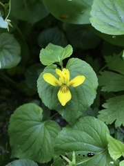 Viola glabella