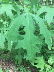 Smallanthus uvedalia