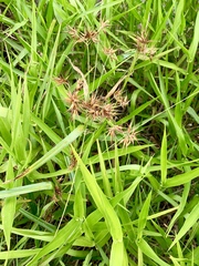 Rhynchospora corniculata