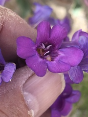 Penstemon carnosus