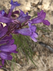 Penstemon carnosus