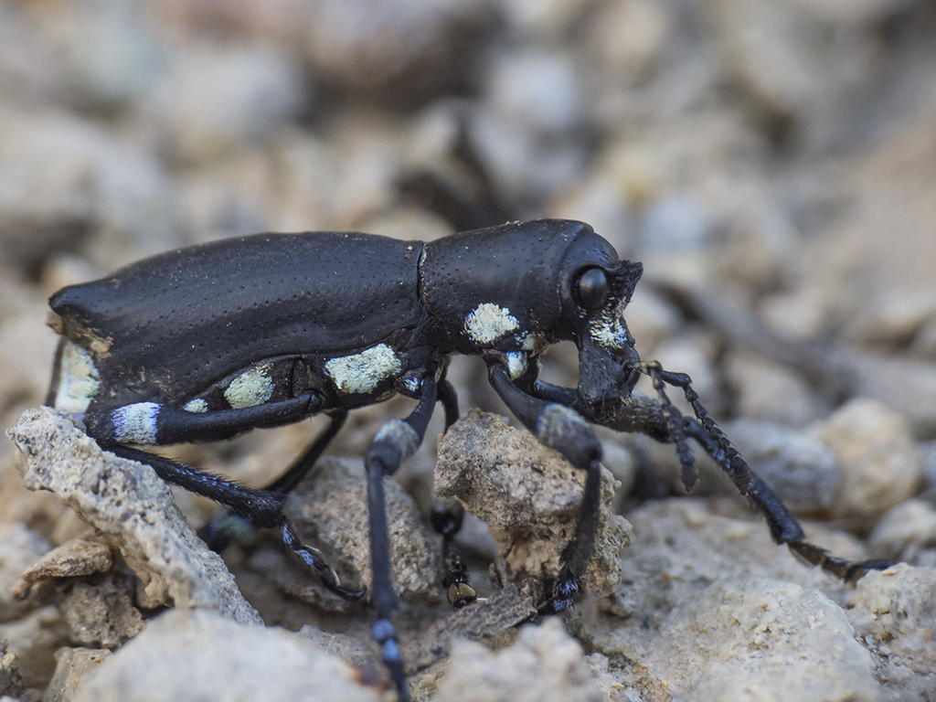 Aegorhinus nodipennis