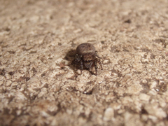 Euophrys