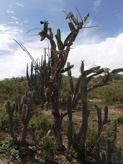 Leptocereus paniculatus