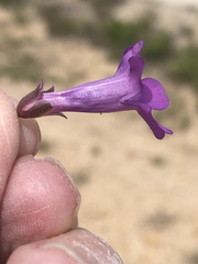 Penstemon carnosus