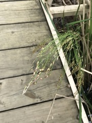 Zizaniopsis miliacea