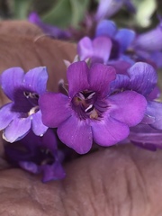 Penstemon carnosus