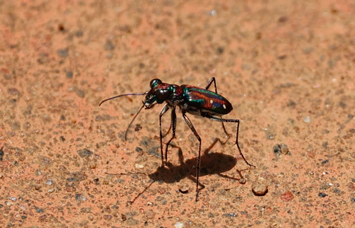 Crimson Tethys Tiger Beetle photo 3