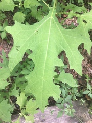 Smallanthus uvedalia