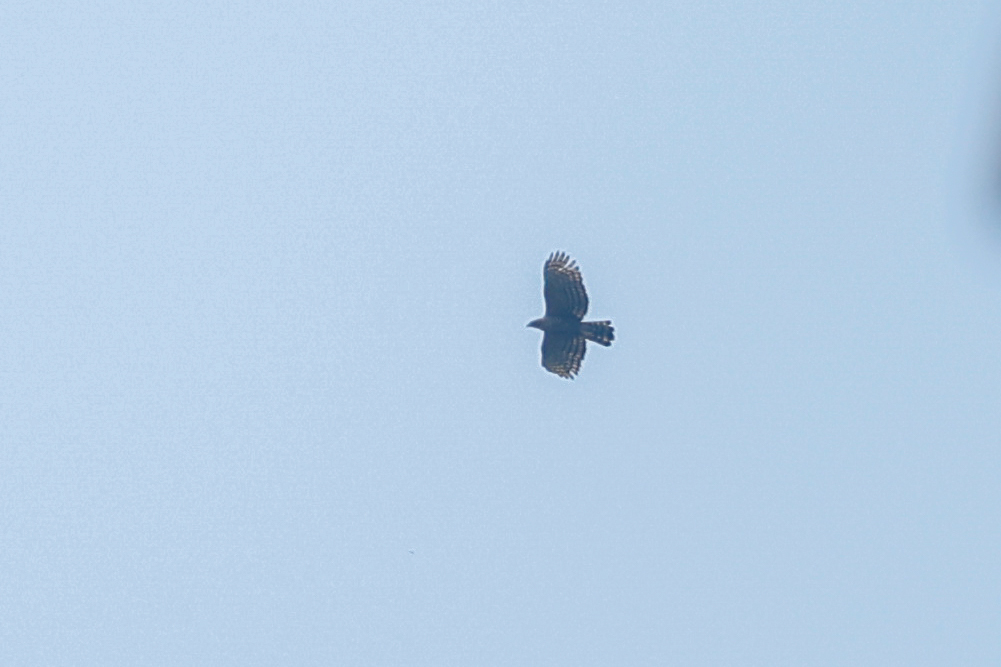 Legge's Hawk-Eagle (Nisaetus kelaarti), photo 9