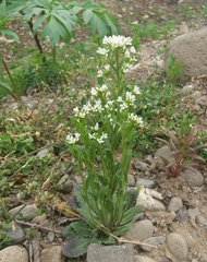 Arabis stelleri