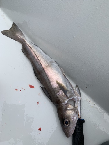 Haddock (Melanogrammus aeglefinus) — Gadidae — 3