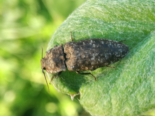 kováčik sivý (Agrypnus murinus)