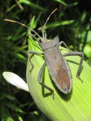 Elasmopoda valga