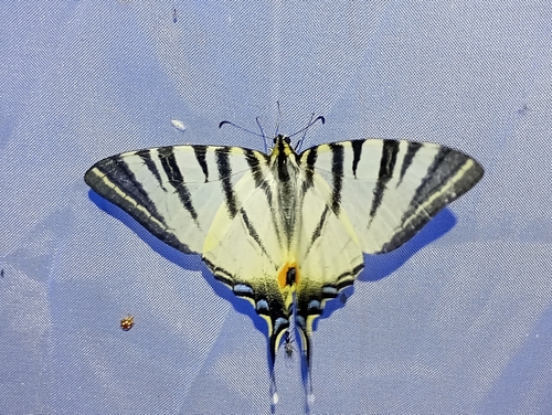Scarce swallowtail