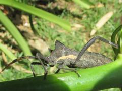 Elasmopoda valga