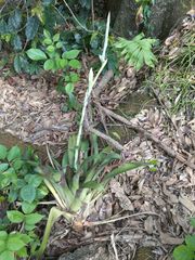 Tillandsia heterophylla