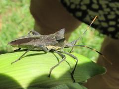Elasmopoda valga