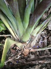 Tillandsia heterophylla