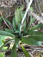 Tillandsia heterophylla