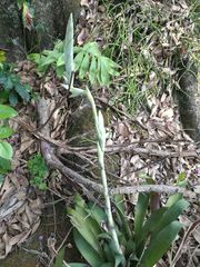 Tillandsia heterophylla