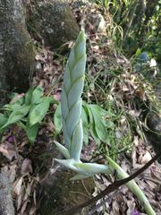 Tillandsia heterophylla